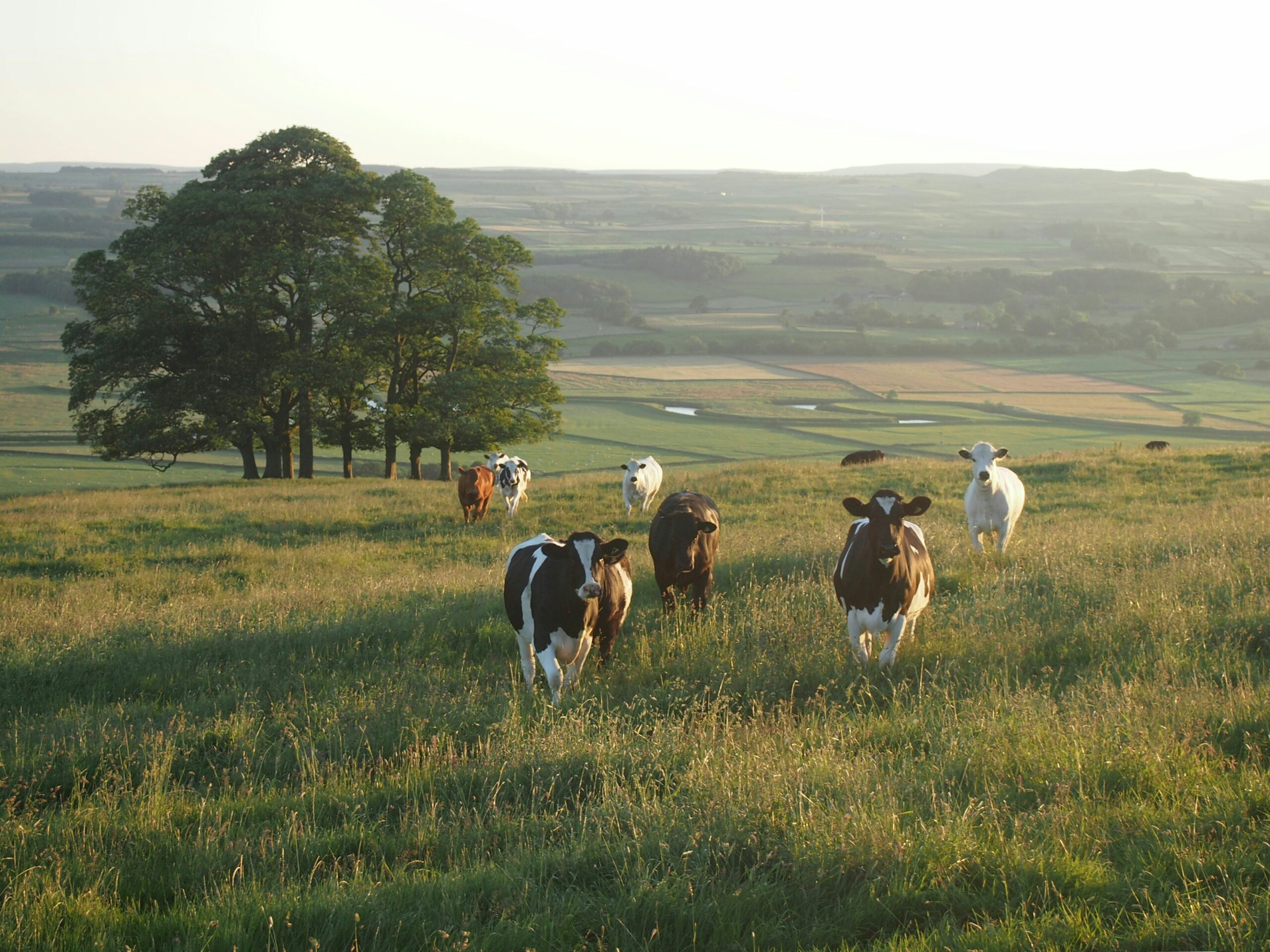 a herd of cows walking through a green grass field on a spring day